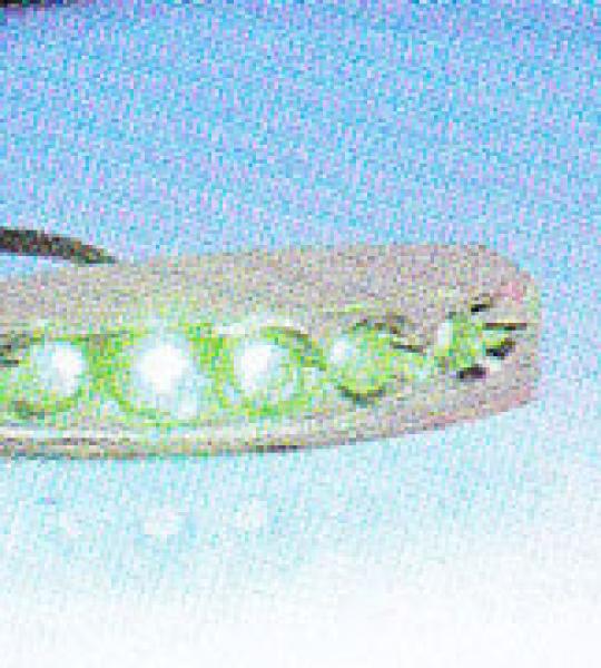 Luci a led porpora a grappolo Cyron cormato